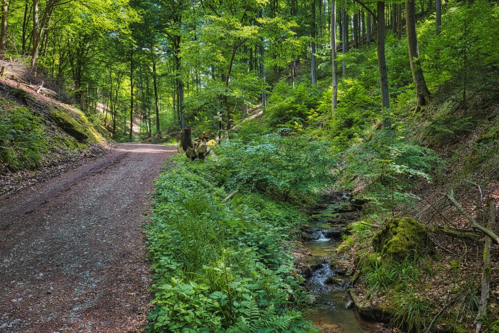 Blick in die Rückersbacher Schlucht